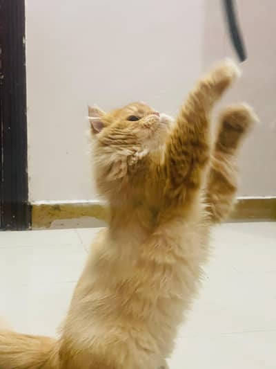 Persian Male for sale