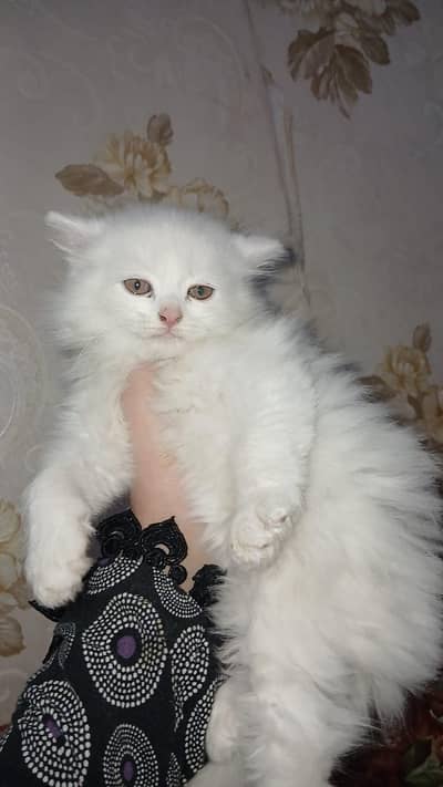 rabta num 03214278036 chaska lana wala dur raha