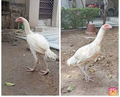 Parrot Beak Cross    03164921635 call/Wattsapp