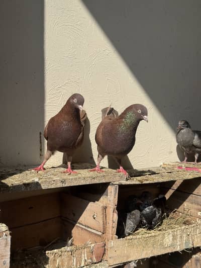 Indian. Breeder surkha pair available