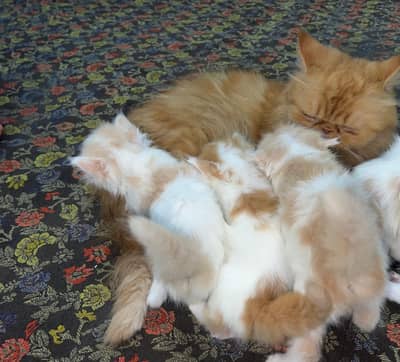 piki face female Triple Coated |Punch Face kittens fluffy| Persian