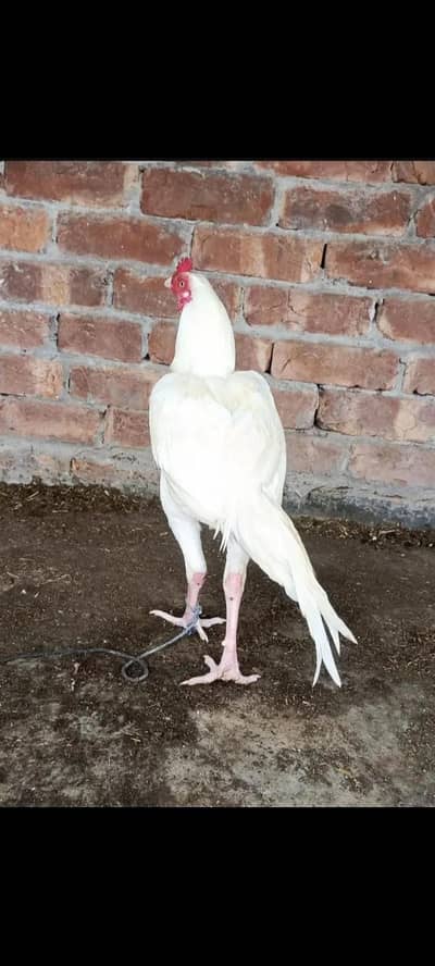 paper white heera Aseel murgha for sale