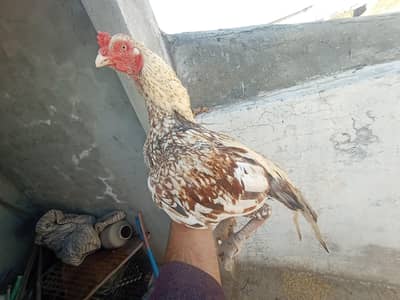 aseel shajra patha / murgha