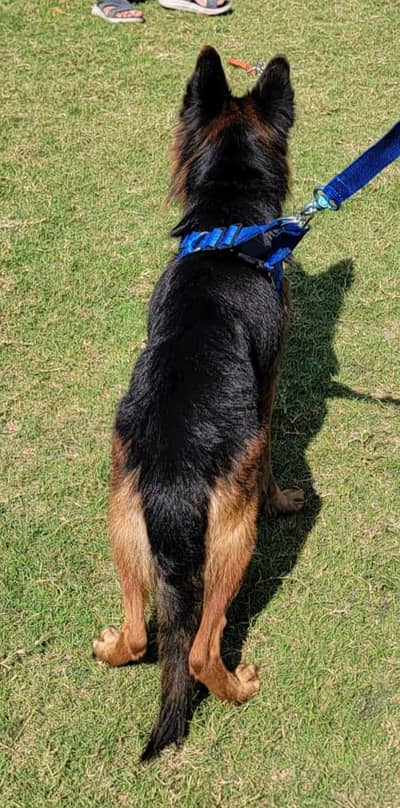 full security female ha