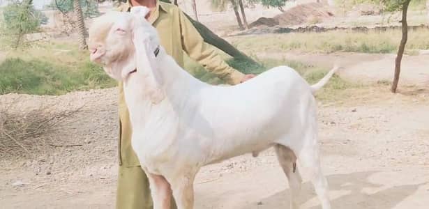 Bakra for sale call _ 03102718718