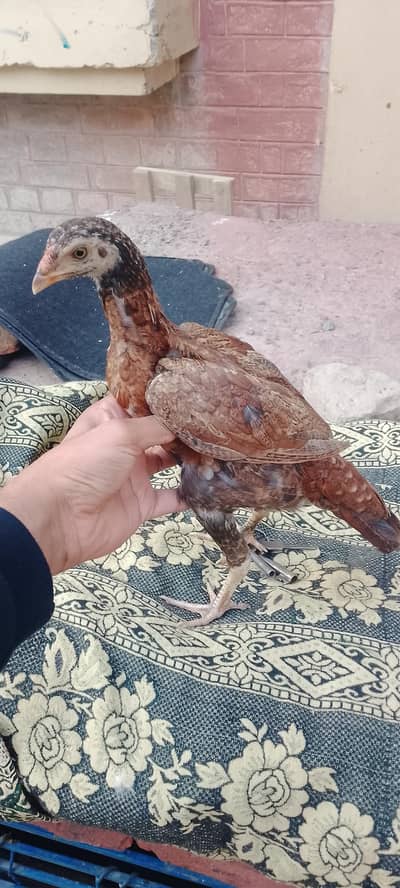 Aseel chicks/aseel eggs/aseel pathy /murgy