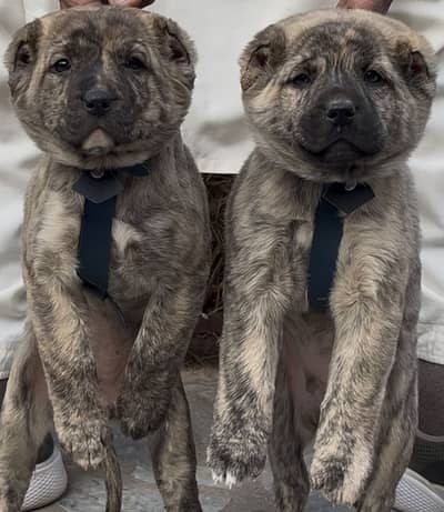 King kurdish kangal pair / Alabai Pair / security Dog / Afghan Kochi