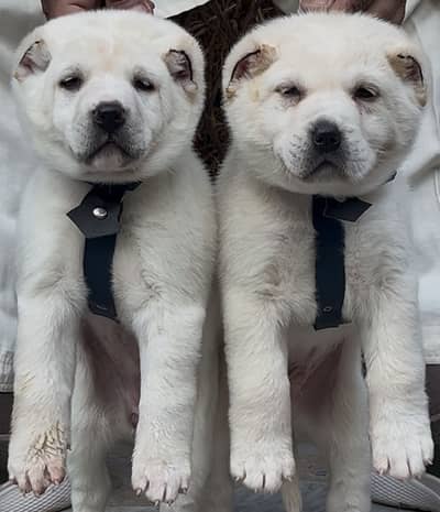 King kurdish kangal pair / Alabai Pair / security Dog / Afghan Kochi