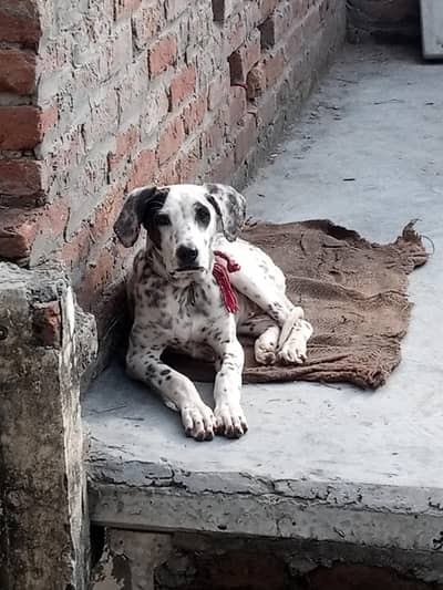 bully female for sale