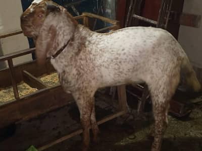 bakri and breeder bkra 41 heigh