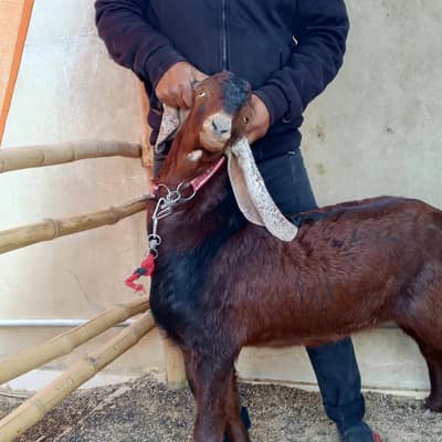 Nagra Beetal jori blade say khassi aaj he sale karnay hain