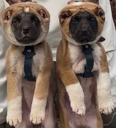 Afghan Kochi / King kurdish kangal pair / Alabai Pair / security Dog
