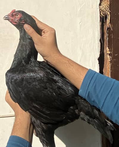 Pure Aseel females avalible 5k per piece