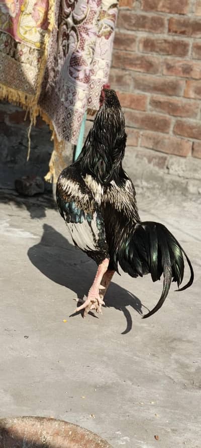 Aseel mianwali breeder