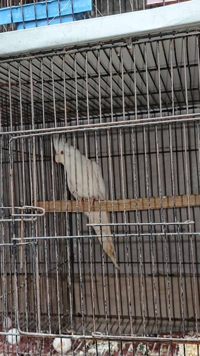Eno Cockatiel Breeder Male Red Eyes