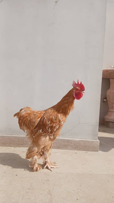 Heavy Golden Buff Urgent Sale