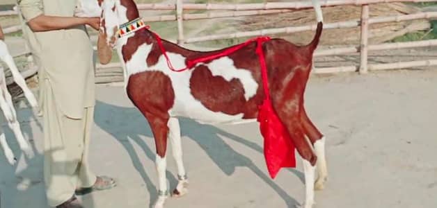 2 Bacchon Ka Sath Desi Bakri For Sale/03102718718