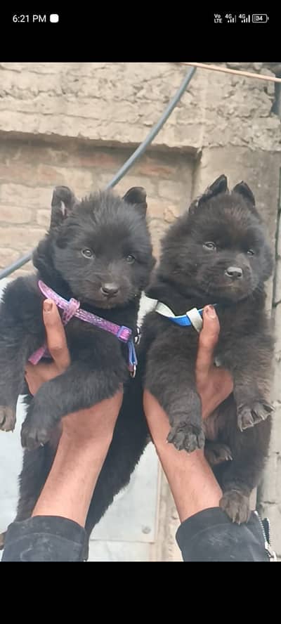 black German Shepherd puppies for sale