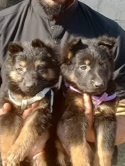German Shepherd pair for sale