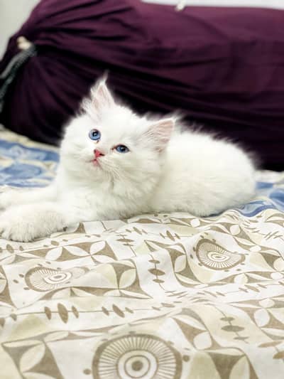 percian cat white for sale 03086103832