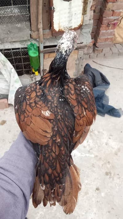 morgi  ya jo number li ka ha is number par rapta kar na 03015222447