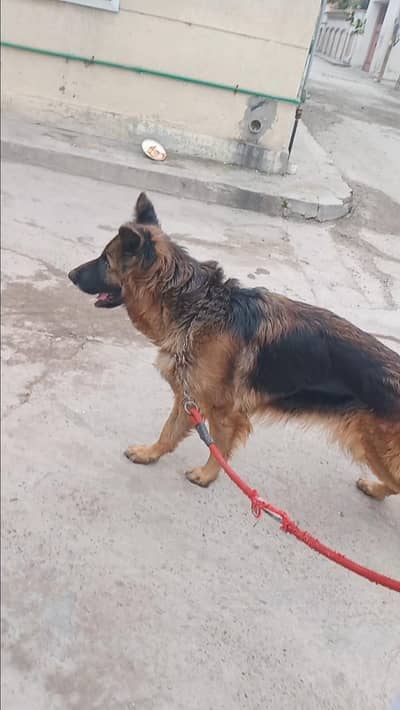 German Shepherd (pedigree) Female Avaliable for sale . . . . 030969/85528