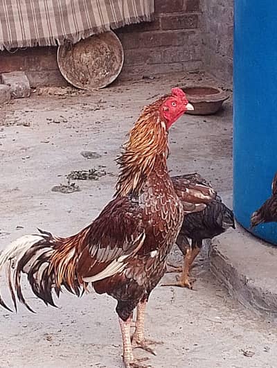 Aseel murge or murgi