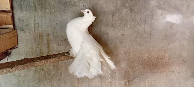 American Laka Wite 100% Breeder Pair 0344/85/86/85_9