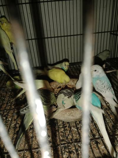 bajri pair red eyes and hogo