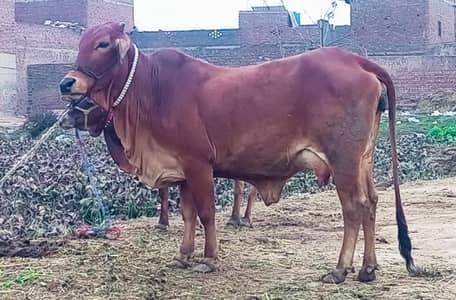 cow for sale