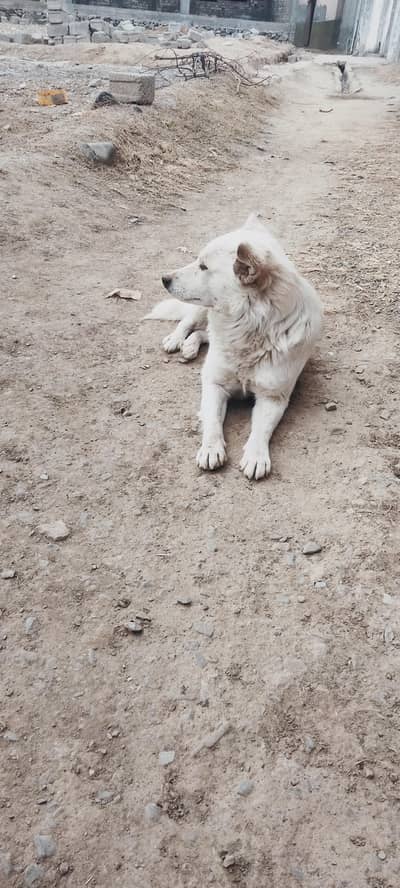 beautiful home dog playable an cute pupy