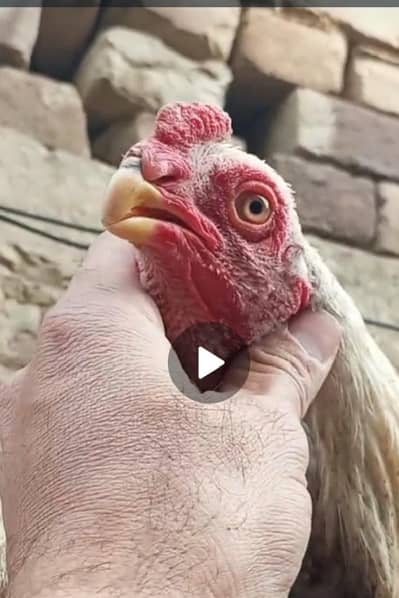 PARROT BEAK 03139874002