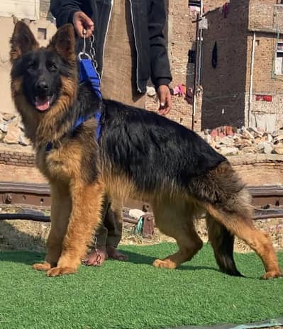 German Shepherd male dog / double coat . long coat for sale
