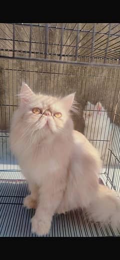 piki face Male Triple Coated |Punch Face cat fluffy| Persian for sall