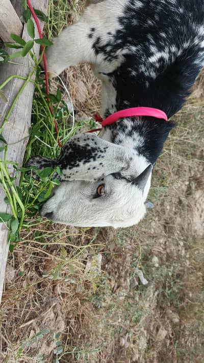 Teddi Breed Goat Jori