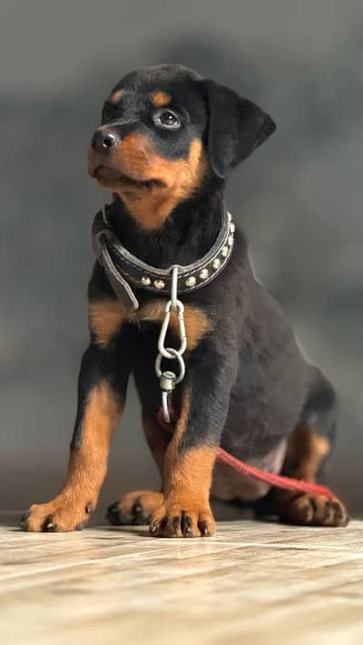 Contect num 03076283100 . Whatapp 03016232000