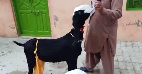 2 Bacchon Ka Sath Desi Bakri For Sale/ +03228068418