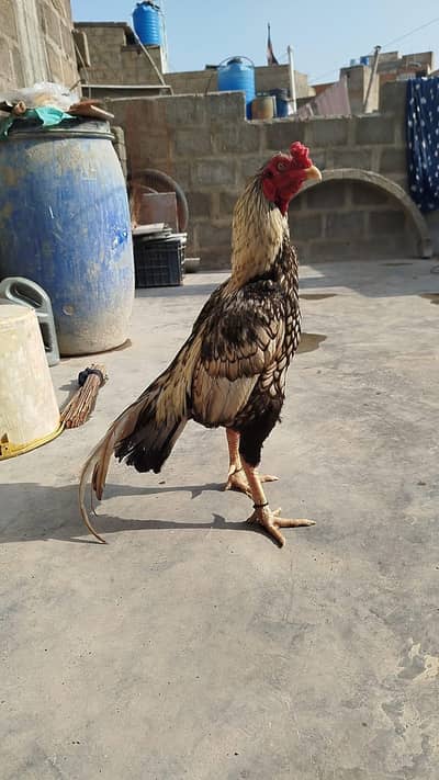 Aseel Shajra murga for sale