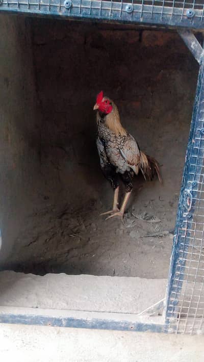 full aseel patha in yellow colour mix