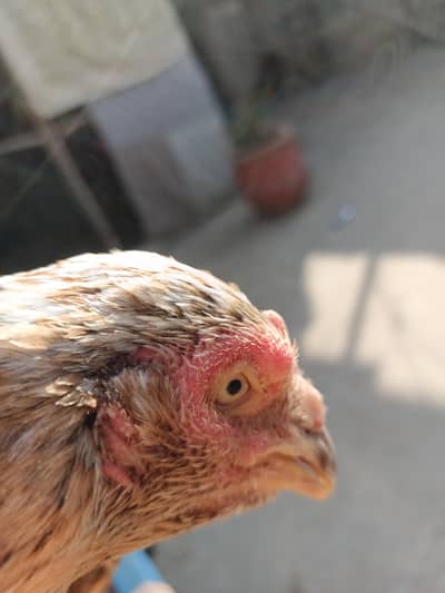 ache quality breeder madi for sale 3500