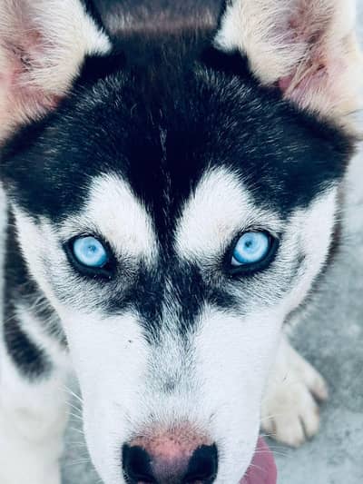 siberian husky pure