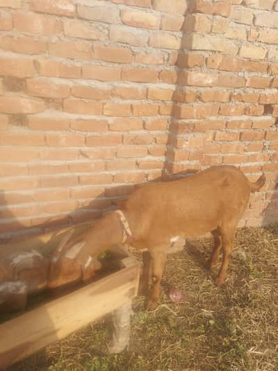 Goat for Sale