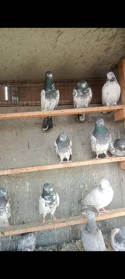 kabli kabutar Hi quality  pair b mil jaenge sub Sat dene Hai