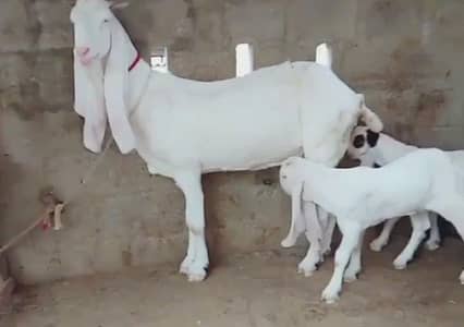 2 Bacchon Ka Sath Desi Bakri For Sale. +03228068418