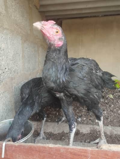 pure Thai gaming birds