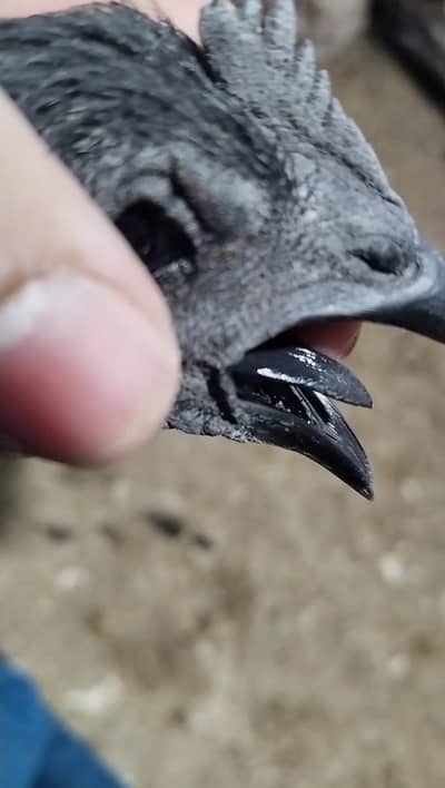 Ayam Cemani Black Tongue Indonesian