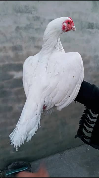 Heera paper white Aseel