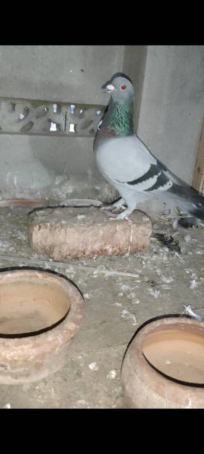 healthy male pigeon