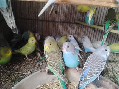 Australian patthy per  price 425