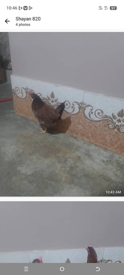 ande wali misri morgia sale Karne hen